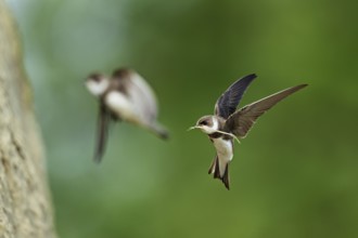 Sand martin (Riparia riparia), in flight with nesting material in its beak, Reussegg nature