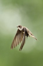 Sand martin (Riparia riparia), in flight, Reussegg nature reserve, Canton Aargau, Switzerland