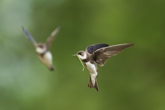 Sand martin (Riparia riparia), in flight with nesting material in its beak, Reussegg nature