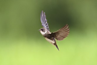 Sand martin (Riparia riparia), in flight, Reussegg nature reserve, Canton Aargau, Switzerland