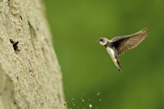 Sand martin (Riparia riparia), approaching the breeding tube, Reussegg nature reserve, Canton