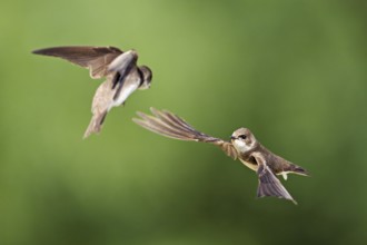 Sand martins (Riparia riparia), in flight, Reussegg nature reserve, Canton Aargau, Switzerland