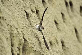 Sand martin (Riparia riparia), taking off from its breeding tube, Reussegg nature reserve, Canton