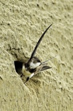 Sand martin (Riparia riparia), taking off from its breeding tube, Reussegg nature reserve, Canton