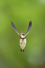 Sand martin (Riparia riparia), in flight, Reussegg nature reserve, Canton Aargau, Switzerland