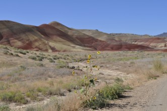 Isolated sunflowers standing in front of the red hills of the Painted Hills in a desert climate,