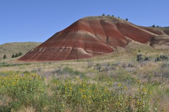 Red hills of Painted Hills surrounded by yellow sunflowers and barren vegetation, John Day Fossil