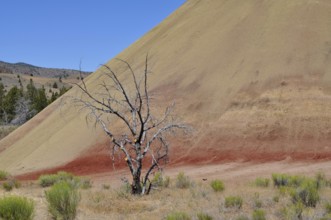 A dry tree stands in front of a colorful hill in a dry landscape, John Day Fossil Beds National