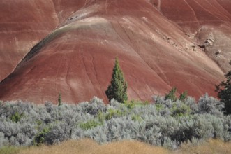 Close-up of a red hill with green vegetation and juniper tree in the foreground, John Day Fossil
