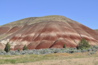 Large red hill against blue sky with juniper trees and heather, John Day Fossil Beds National