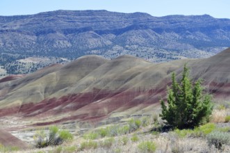 Landscape with colorful hills and green trees in the foreground, John Day Fossil Beds National