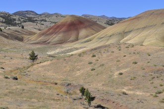 Red and yellow hills in the arid landscape of the Painted Hills under clear skies, John Day Fossil