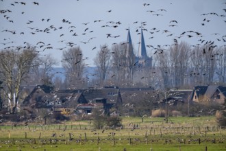 Bislicher Insel, nature reserve on the Rhine, Altrheinarm, near Xanten, Lower Rhine, Wesel