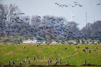 Bislicher Insel, nature reserve on the Rhine, Altrheinarm, near Xanten, Lower Rhine, Wesel