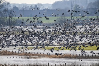 Bislicher Insel, nature reserve on the Rhine, Altrheinarm, near Xanten, Lower Rhine, Wesel