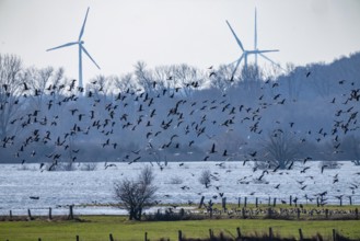 Bislicher Insel, nature reserve on the Rhine, Altrheinarm, near Xanten, Lower Rhine, Wesel