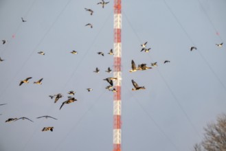 Bislicher Insel, nature reserve on the Rhine, Altrheinarm, near Xanten, Lower Rhine, Wesel