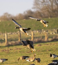 Bislicher Insel, nature reserve on the Rhine, Altrheinarm, near Xanten, Lower Rhine, Wesel