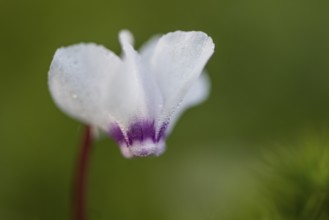 Early spring cyclamen (Cyclamen coum), Emsland, Lower Saxony, Germany
