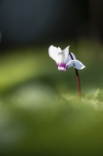 Early spring cyclamen (Cyclamen coum), Emsland, Lower Saxony, Germany