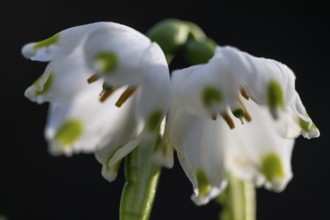 Spring snowflake (Leucojum vernum), Emsland, Lower Saxony, Germany