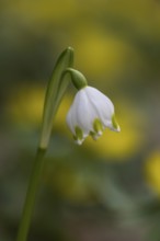 Spring snowflake (Leucojum vernum), Emsland, Lower Saxony, Germany