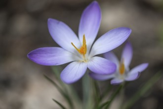 Elf crocus (Crocus tommasinianus), Emsland, Lower Saxony, Germany