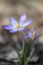 Elf crocus (Crocus tommasinianus), Emsland, Lower Saxony, Germany
