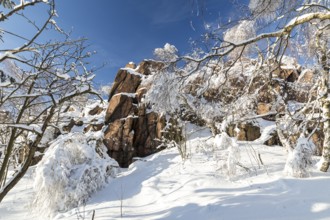 Großer Lugstein, sunny winter landscape with snow-covered trees, bushes, trails and branches