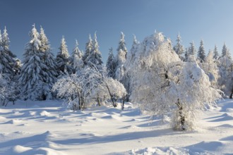 Sunny winter landscape with snow-covered trees, bushes, trails and branches covered with hoarfrost