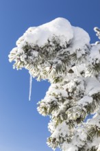 Thick snowy branch of a conifer tree with icicles, Erzgebirgskamm, Zinnwald-Georgenfeld, Altenberg,