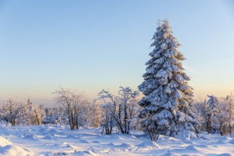 Winter landscape with snow-covered trees and branches covered with hoarfrost on the