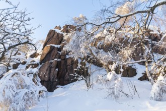 Großer Lugstein, winter landscape with snow-covered trees and branches covered with hoarfrost on