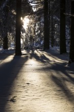 Sunny winter landscape with snow-covered trees, bushes, trails and branches covered with hoarfrost