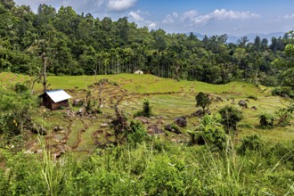 Small cabin surrounded by terraced rice paddies and lush vegetation, under blue skies, the rice