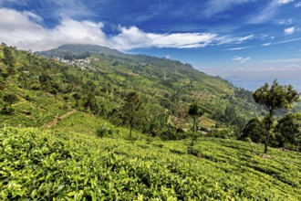 Green tea fields and wooded hills under blue sky with clouds, tea plantations on the slopes of