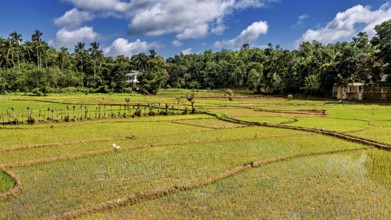 Green rice paddies with palm trees in the background with clear skies and various shades of green,