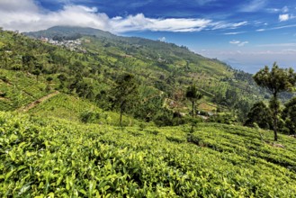 Extensive tea fields and wooded hills under a clear blue sky with clouds, tea plantations on the