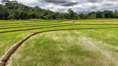 Vast green rice paddies under cloudy skies surrounded by forest and hills, The rice paddies on the