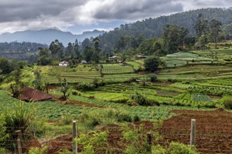 Rich green rice paddies in a hilly landscape with clouds and small farms, fields and agriculture on
