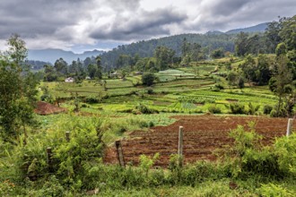 Landscape with green rice paddies and wooded hills under a cloudy sky, fields and agriculture on