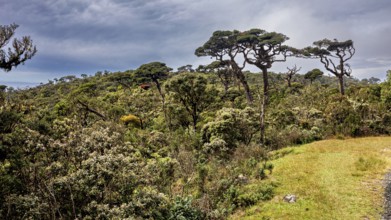 Sublime trees rise above thick vegetation under a cloudy sky, The forests of Horton Planes in Sri