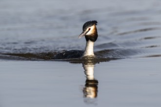 Great Crested Grebe (Podiceps cristatus), Emsland, Lower Saxony, Germany