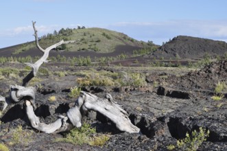 Stunted tree on rocky volcanic landscape with blue sky, Craters of the Moon National Monument,