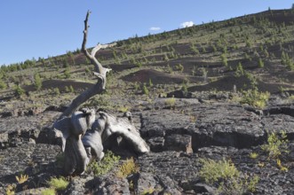 Dead tree trunk on dark volcanic landscape, Craters of the Moon National Monument, Idaho, USA
