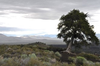 Single tree standing in wide lava landscape with cloudy sky, Craters of the Moon National Monument,