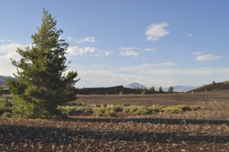 A tree stands in a desert landscape with lava rocks and distant mountains under clear skies,