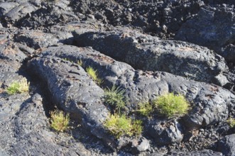Black lava rocks with sparse plants between rocks in a volcanic landscape, Craters of the Moon