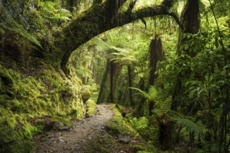 Hiking trail through jungle with trees, ferns, mosses, lichens. Callery Gorge Walk, Franz Josef,