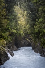 Callery Gorge Walk, Callery River, surrounded by jungle. Westland Tai Poutini National Park, Franz